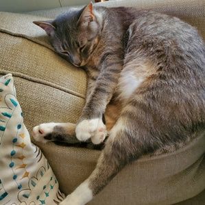 Meet your Posher, Brandi